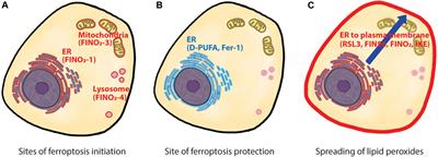 Ferroptosis: whERe is the critical site of lipid peroxidation?